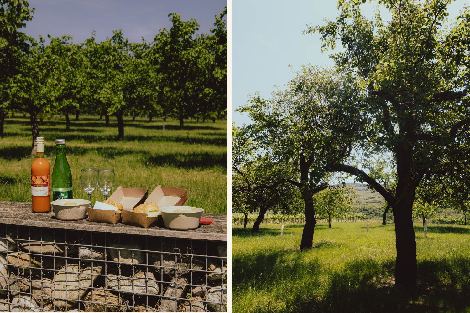 Picknick zwischen Marillenbäumen in der Wachau