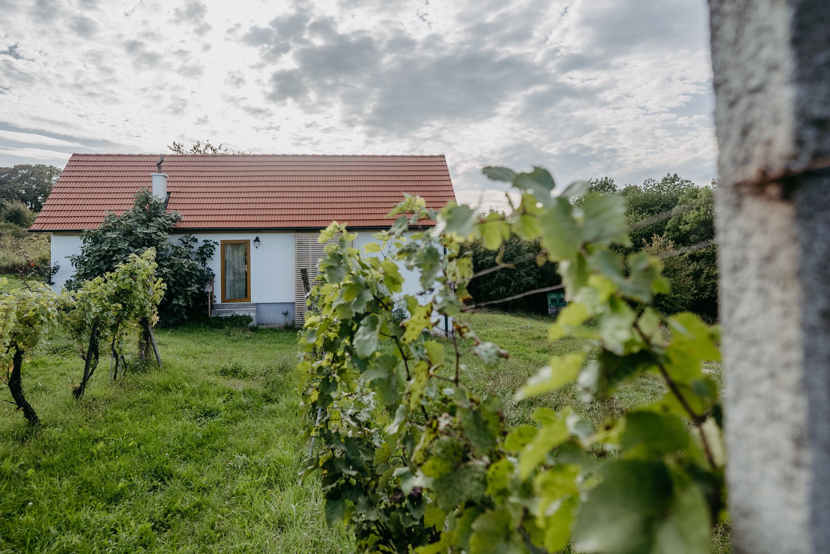 Weinreben mit Buschenschank im Südburgenland