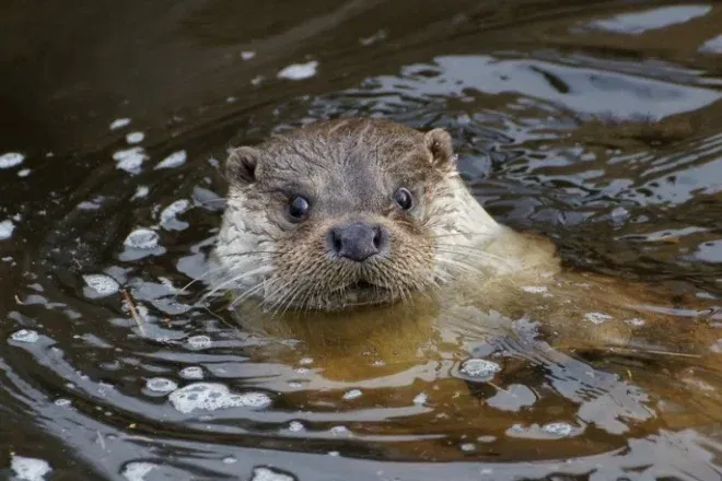 Fischotter UnterWasserReich Schrems