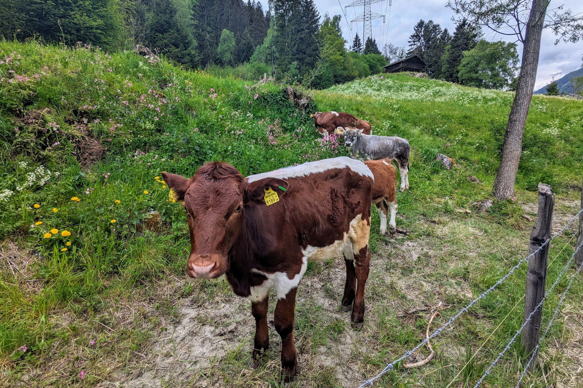 Lienz Osttirol Iseltrail Kühe