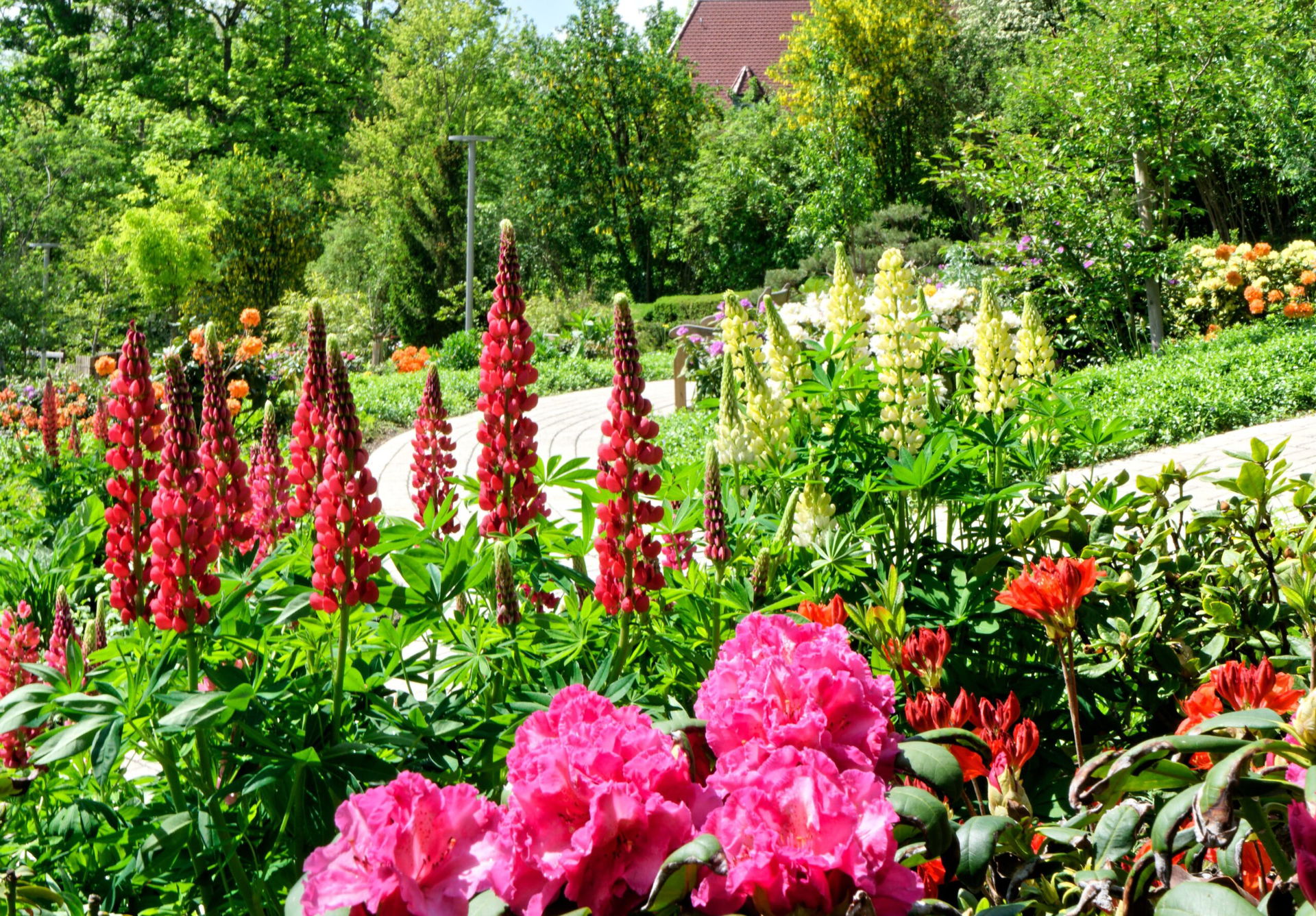 Bad Mergentheim Rhododendrongarten im Kurpark Bad Mergentheim