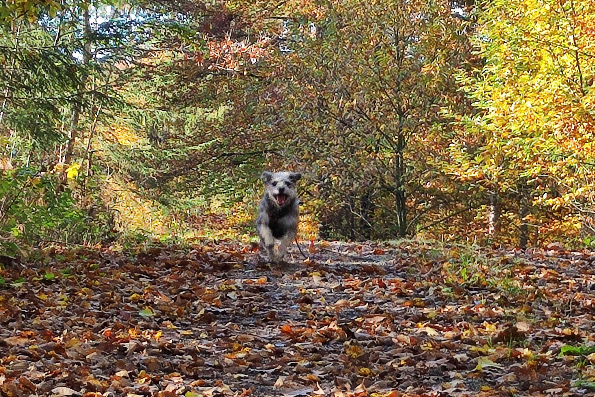 Herbst Wald Burgenland