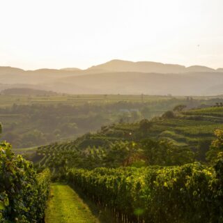 Weinberge in Österreich (c) Jakob | Unsplash