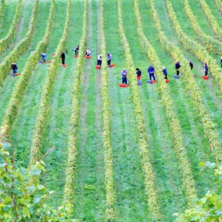 Menschen lesen Wein in der Steiermark (c) Matthias Mitterlehner | Unsplash