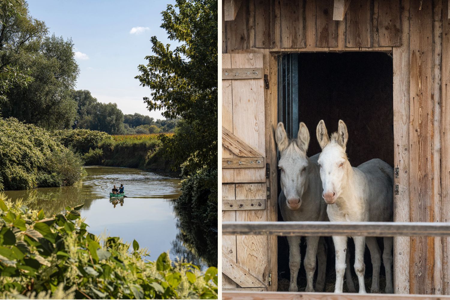 Die Raab und weiße Barockesel im Burgenland