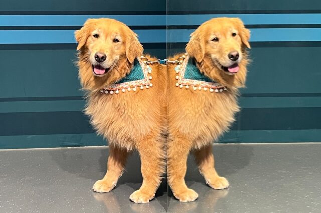 Golden Retriever im Spiegelkabinett bei PAWty - Hunde Party im Museum der Illusionen in Wien