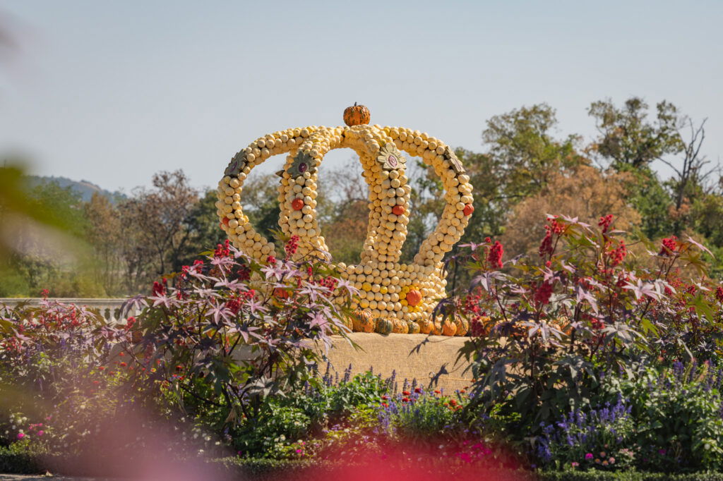Kürbiskrone auf Schloss Hof