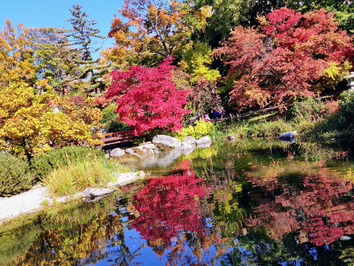 Bäume und Pflanzen im Setagayapark in Wien blühen in bunten Herbstfarben