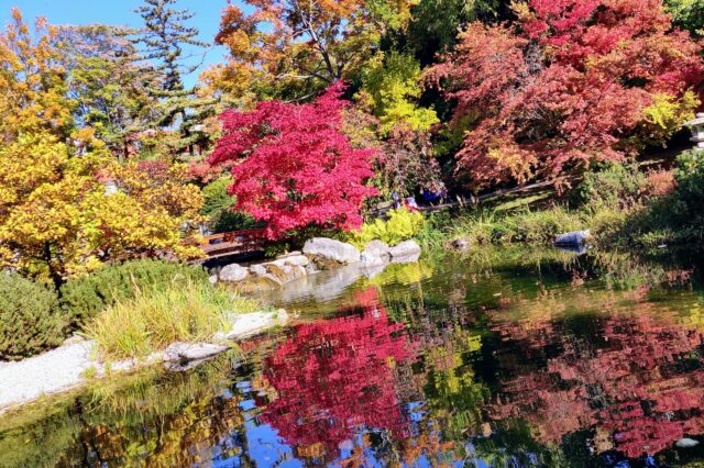Bäume und Pflanzen im Setagayapark in Wien blühen in bunten Herbstfarben