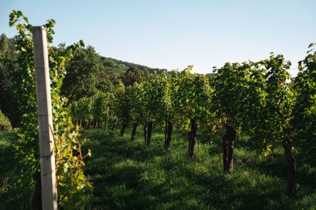 Weinreben in der Südoststeiermark, wo man im Herbst schöne Weinwanderungen rund um urige Buschenschänke machen kann.