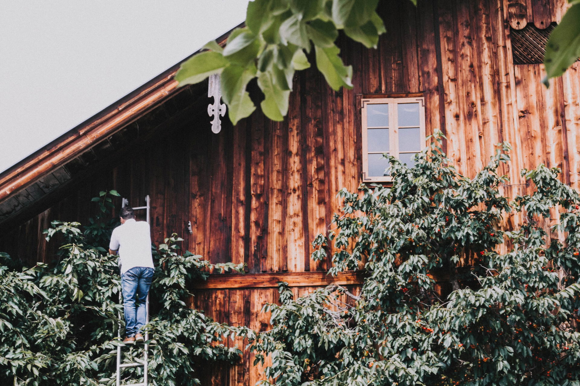 Gut Weissenhof - Holzfassade mit Bäumen und Büschen von außen, eine Person steht auf einer Leiter. 