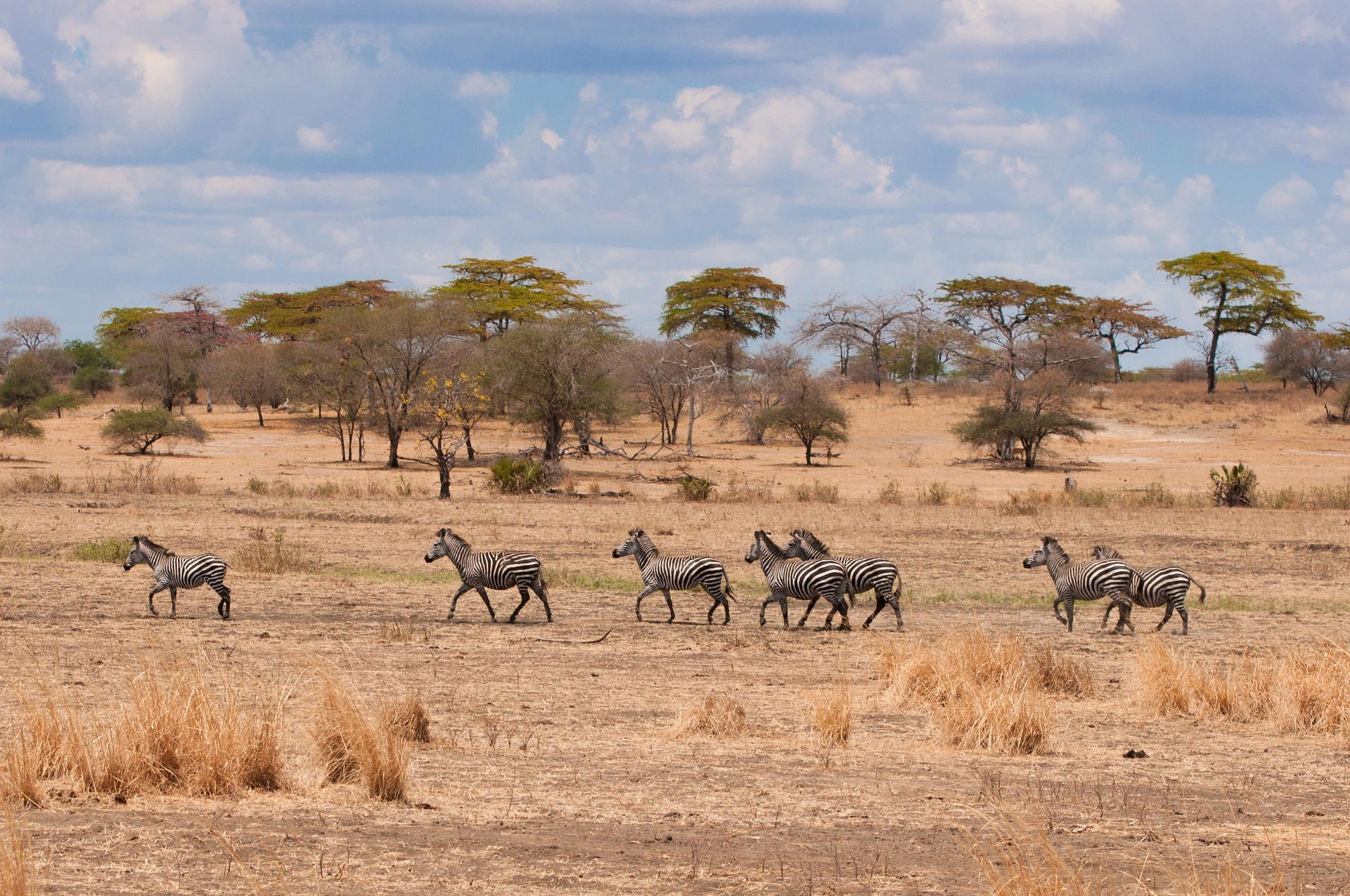 Zebras in Tansania