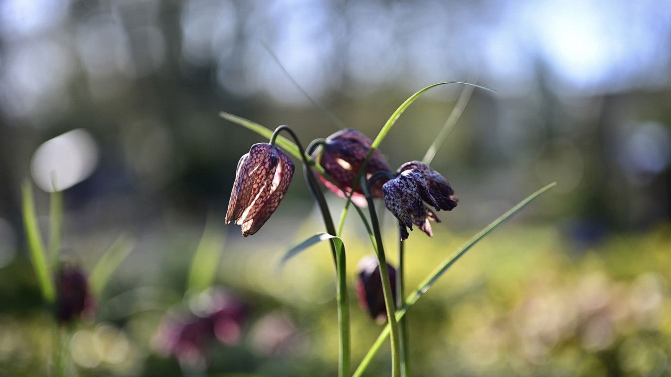 (c) Pixabay Schachblume