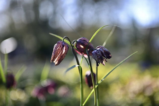 Schachblume