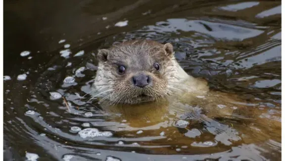 Fischotter UnterWasserReich Schrems