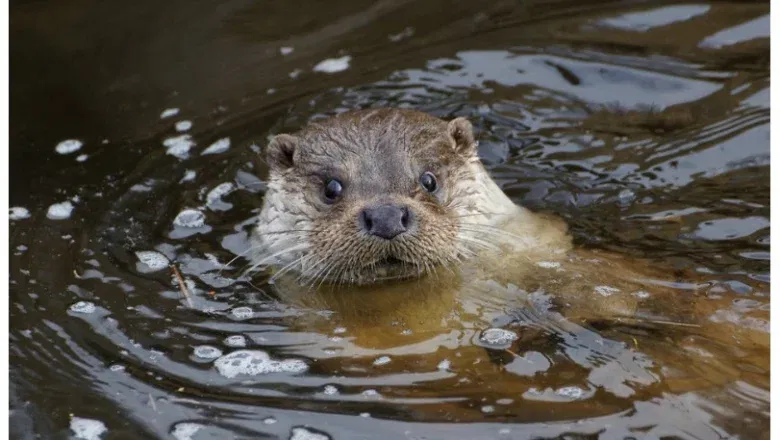 Fischotter UnterWasserReich Schrems