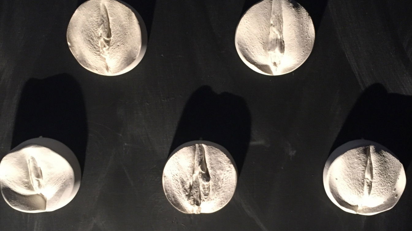 (c) Gloria Dimmel Vulva