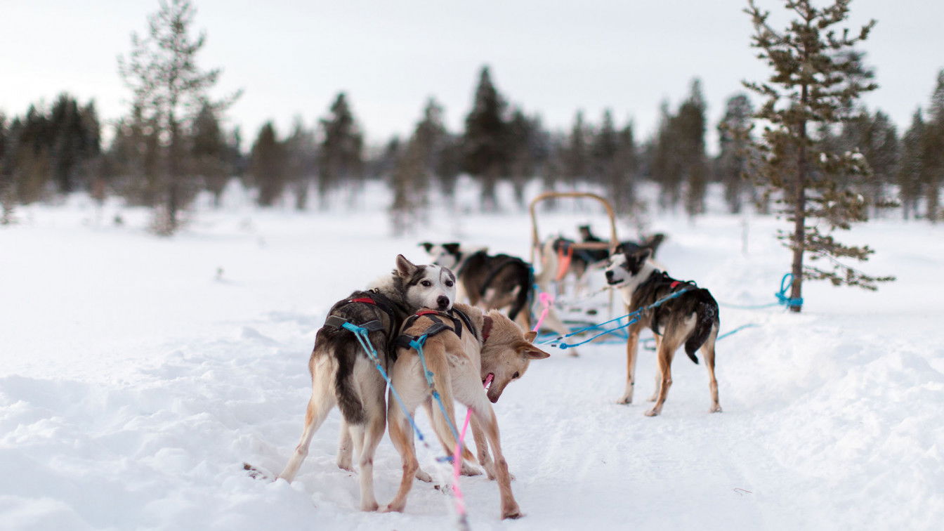 (c) Ozgu Ozden | Unsplash husky-ranches