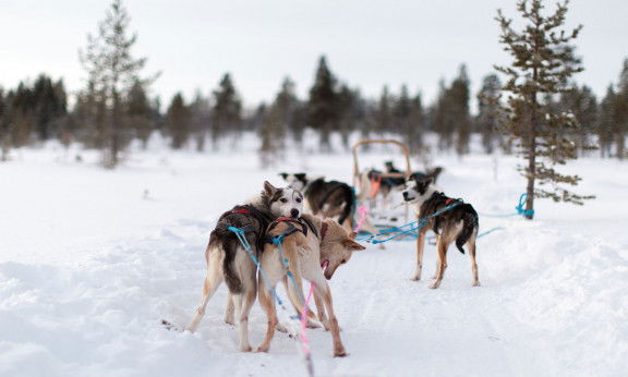 husky-ranches