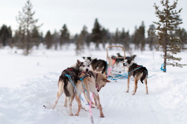 husky-ranches