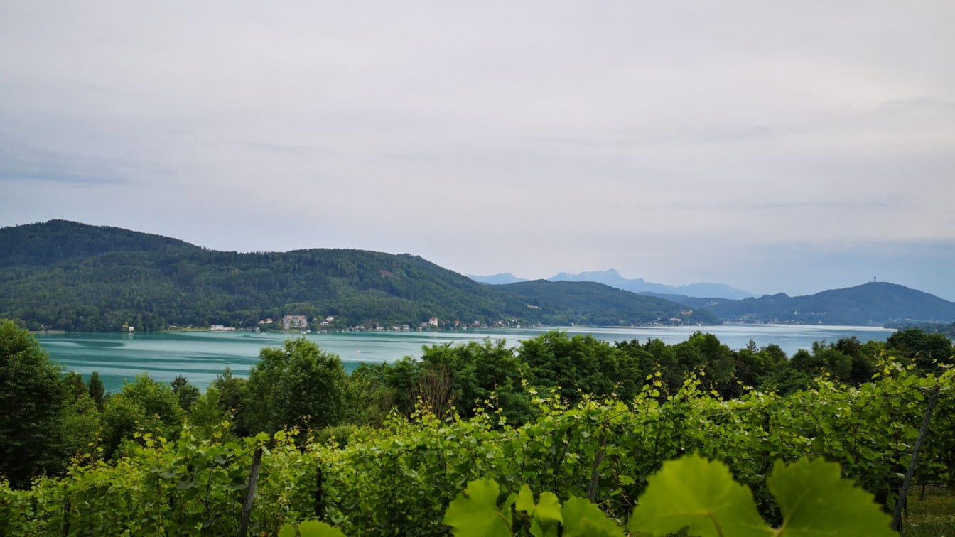 Ausblick von den Weingärten unter dem Schloss Freyenthurn auf den Wörthersee (c) Viktoria Klimpfinger | 1000things Ausblick Wörthersee