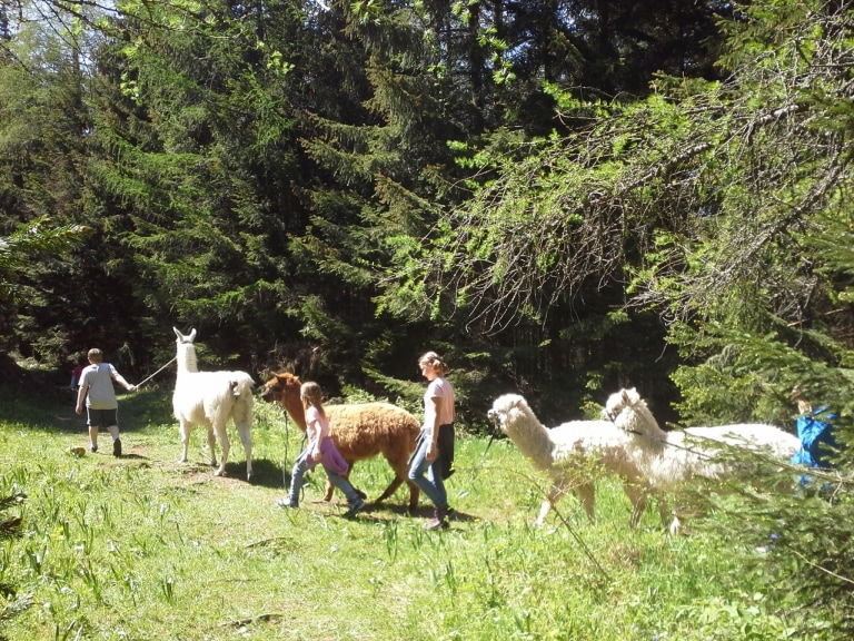 Lamawanderung in der Nähe von Wien beim Naturpark Hohe Wand in Niederösterreich