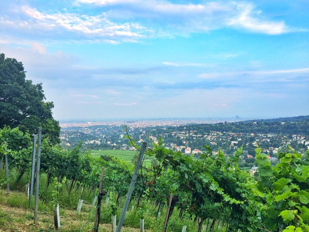 Ruhiges Ausflugsziel in der Umgebung Wiens rund um den Eurovision Song Contest: Neustift am Walde, 1190