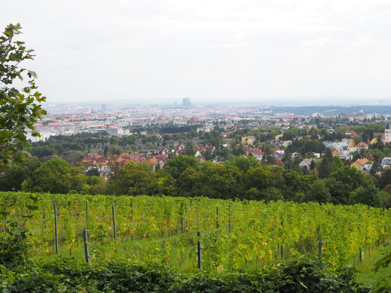 Heurigen Wien zum Eurovision Song Contest, Weinstöcke am Wilhelminenberg, 1160