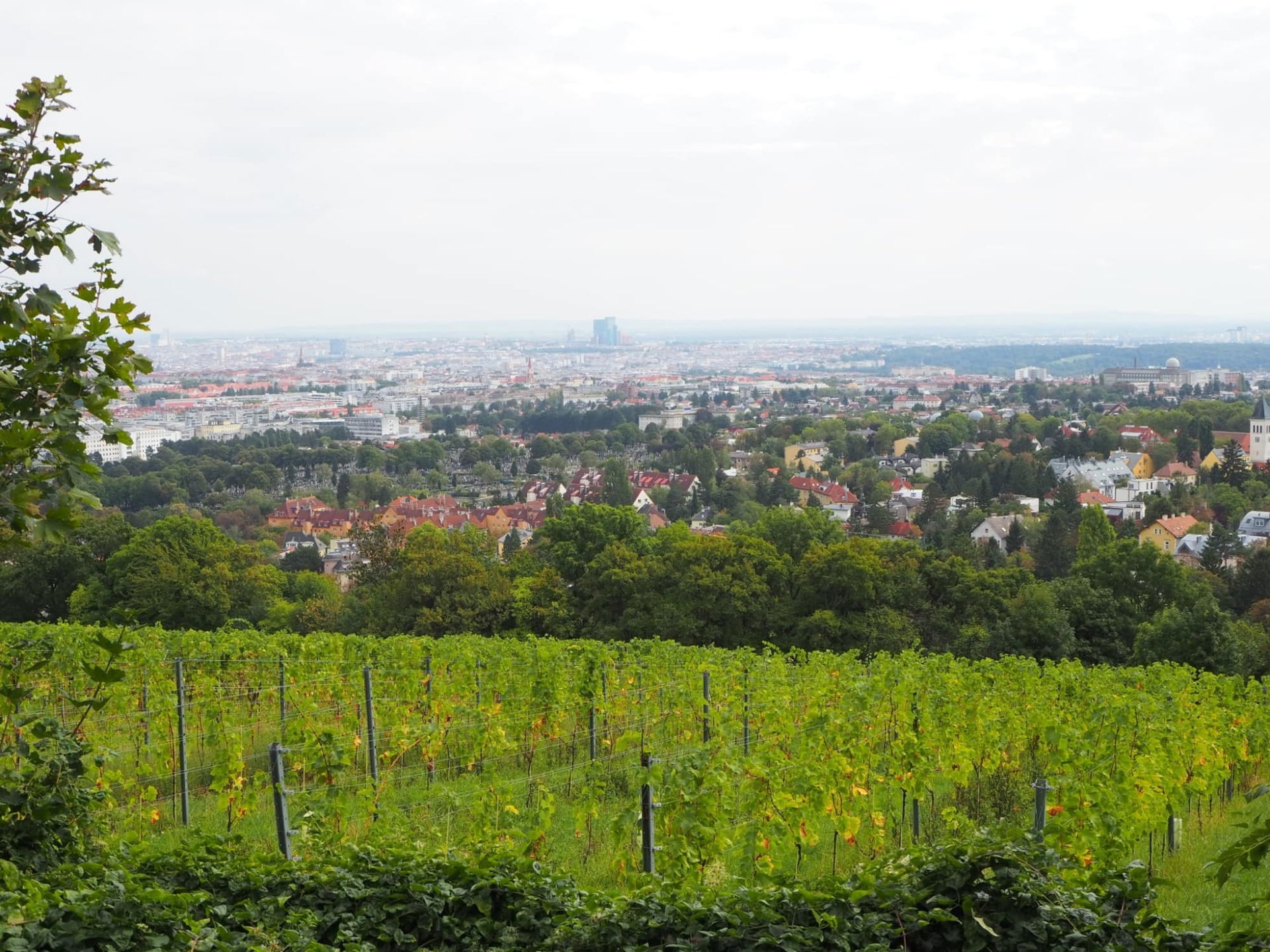Heurigen Wien