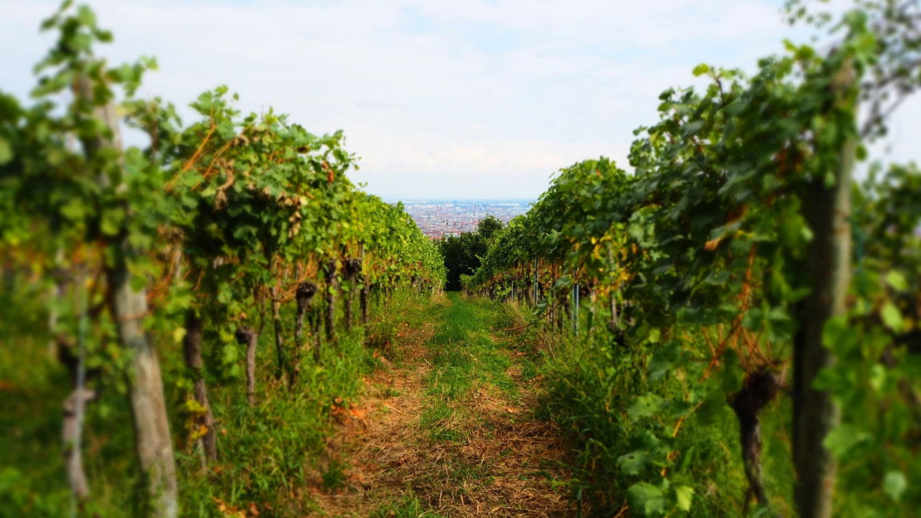 (c) Viktoria Klimpfinger | 1000things Wilhelminenberg Wein