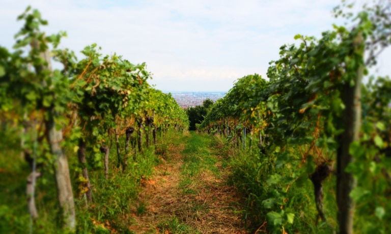 Weinwandern in Wien: Wilhelminenberg Weinberg mit Aussicht und Reben, 1160