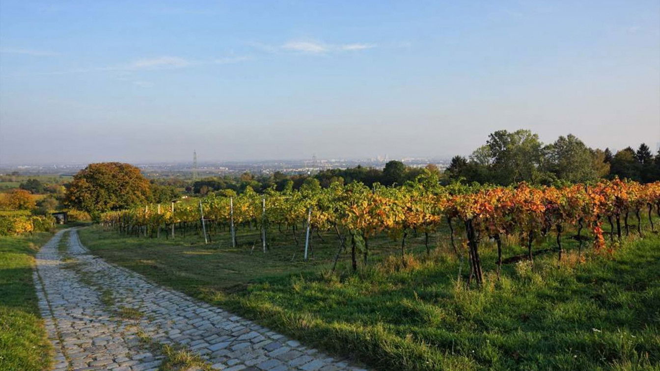 (c) https://www.instagram.com/weber.sonja.eu/ Stammersdorf | Stadtwanderweg 5