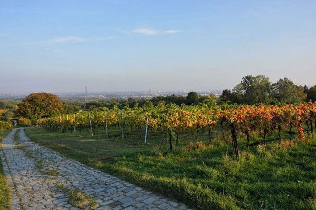 Stammersdorf | Stadtwanderweg 5