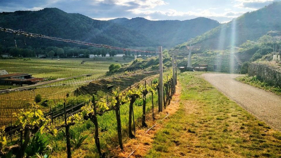 Frühling in der Wachau - (c) Katharina Tesch Wachau Frühling Weingarten