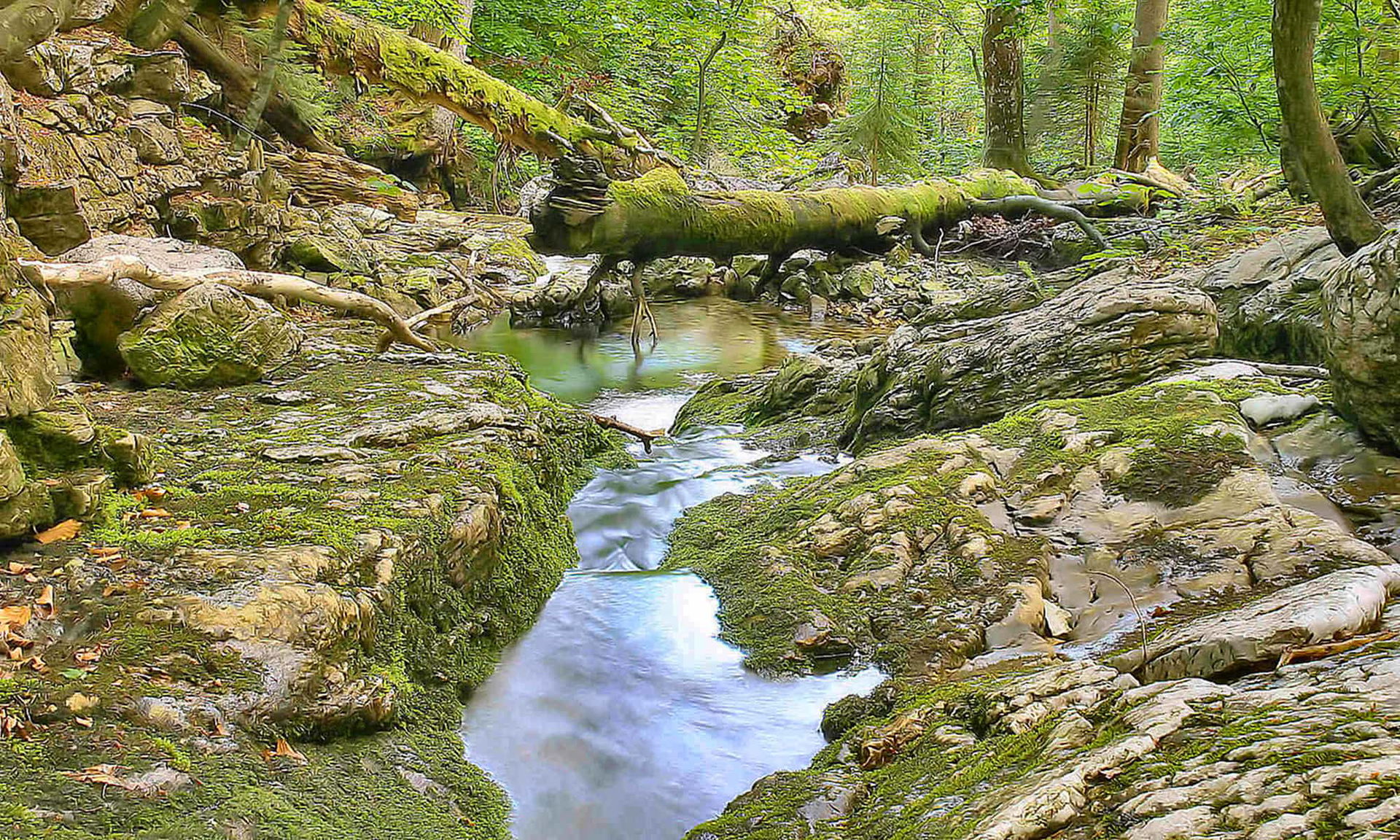Bach im Rothwald, Wildnisgebiet Dürrenstein