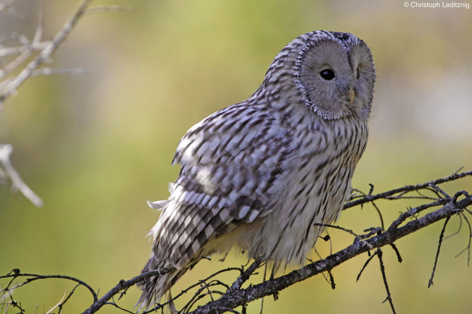 Ein Hanbichtskauz im Wildnisgebiet Dürrenstein