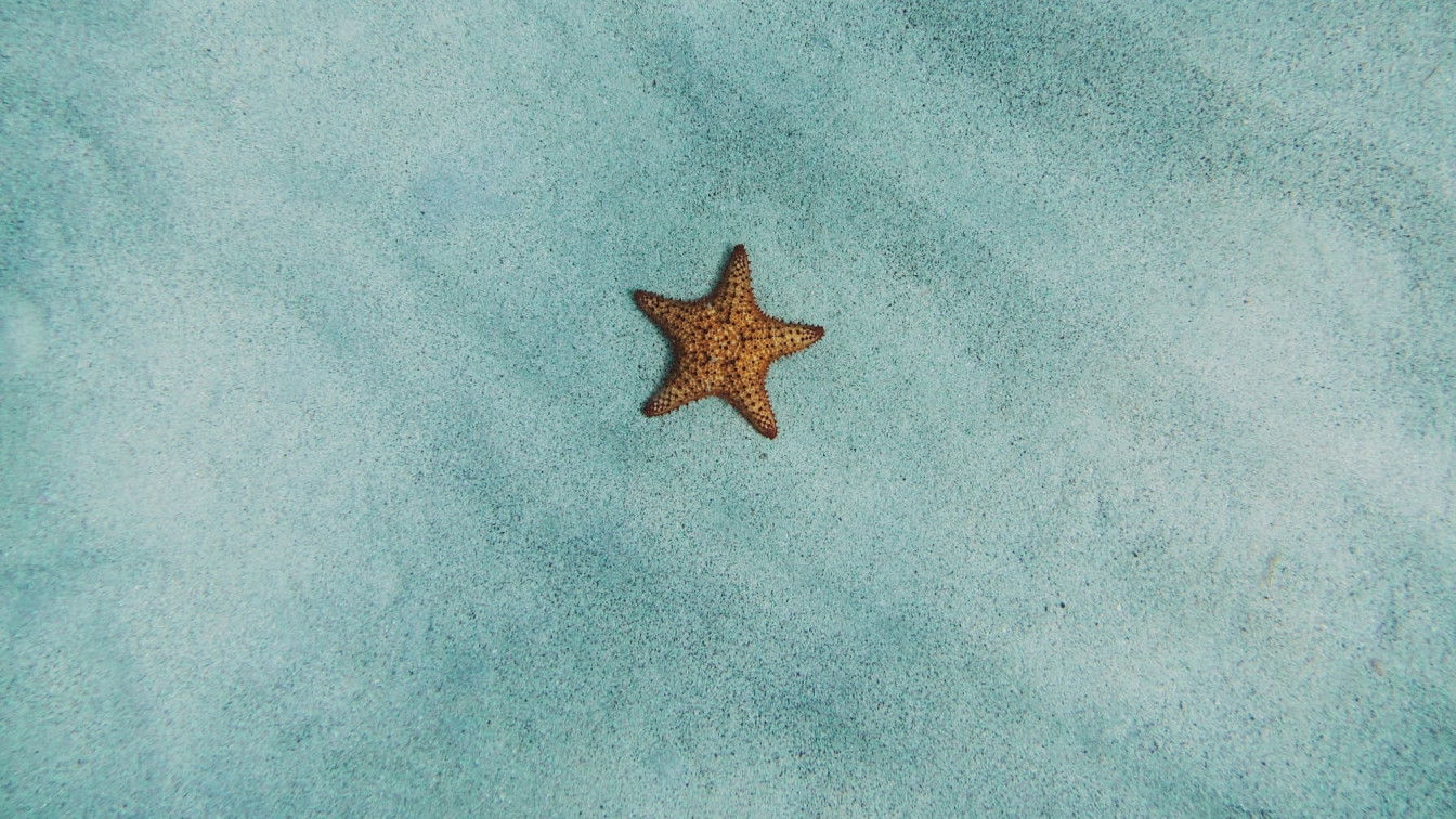 (c) Amy Humphries | Unsplash Seestern allein am Seegrund