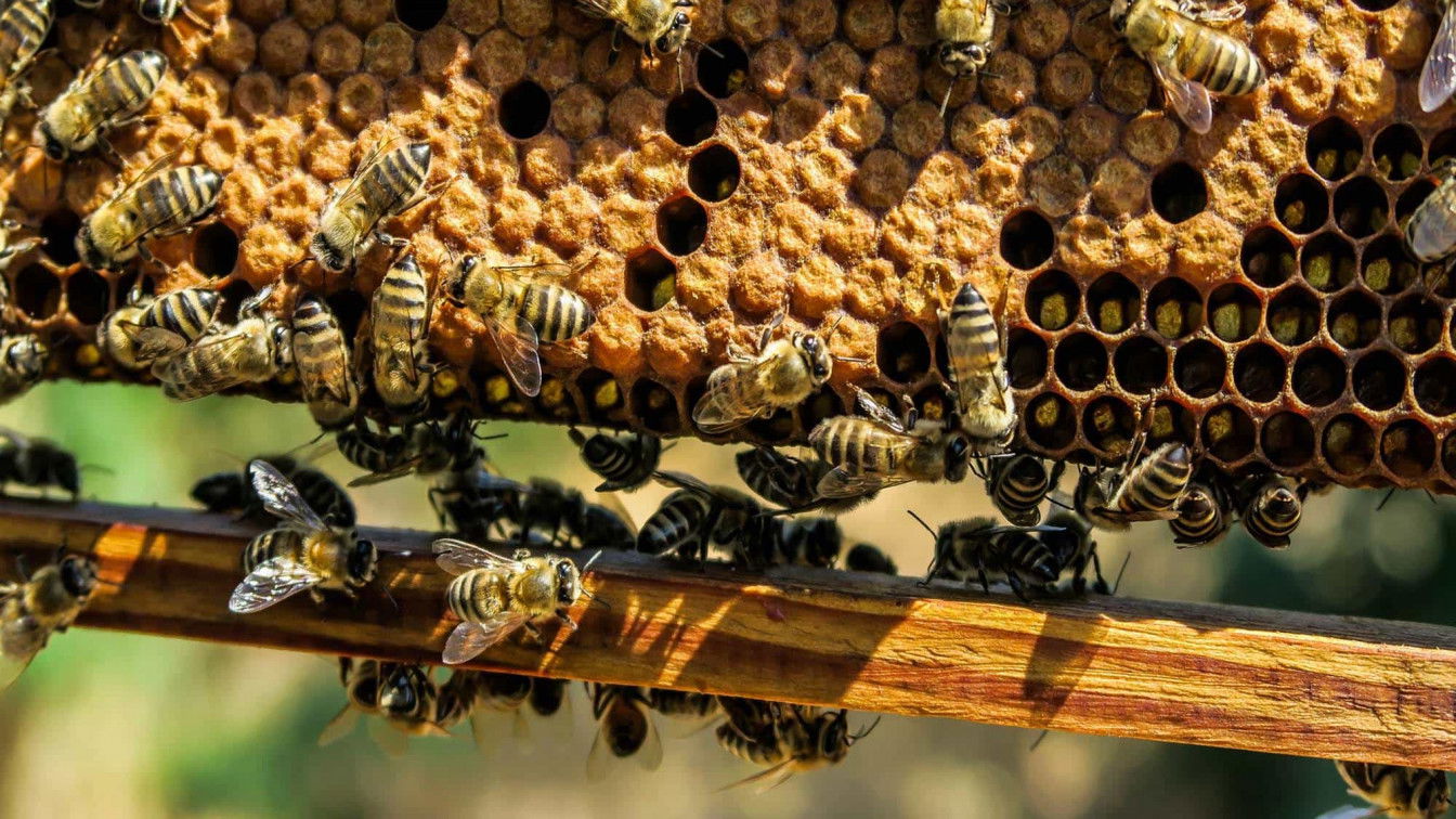 (c) Pixabay Bienen Stephansplatz