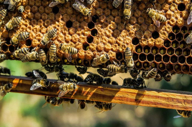 Bienen Stephansplatz
