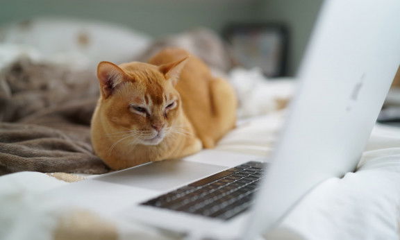Katze vor Computer