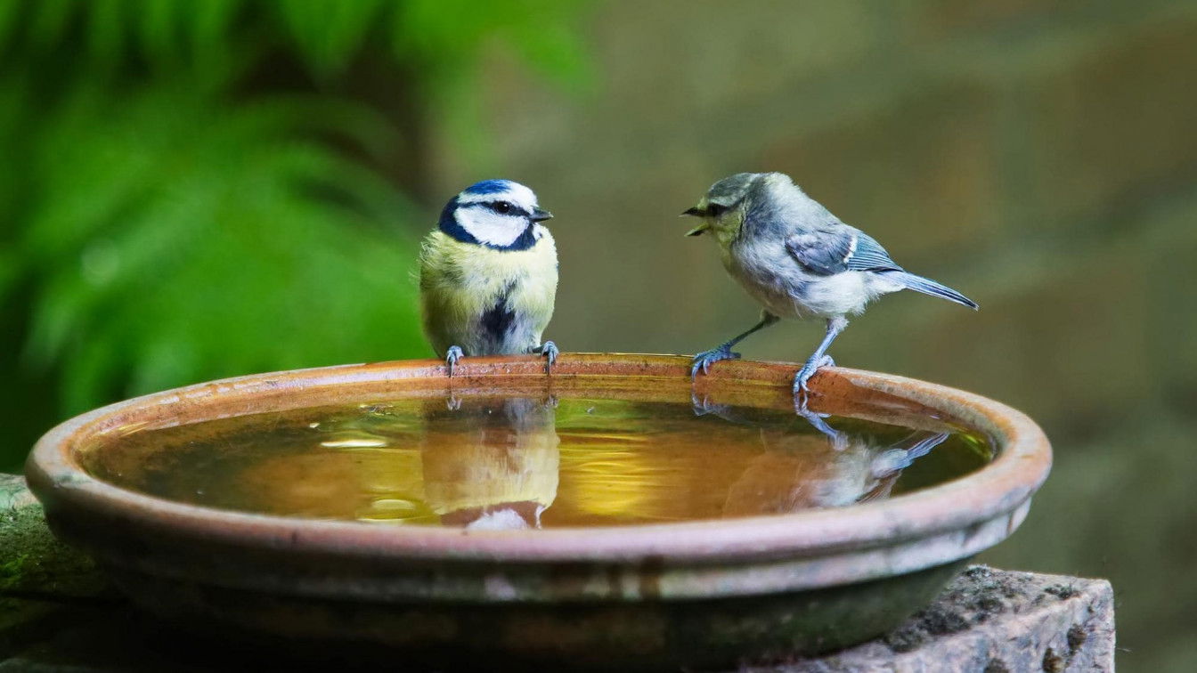 (c) Pixabay Streiten Dialekt