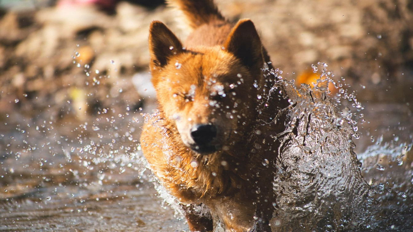 Hunde läuft durch Wasser