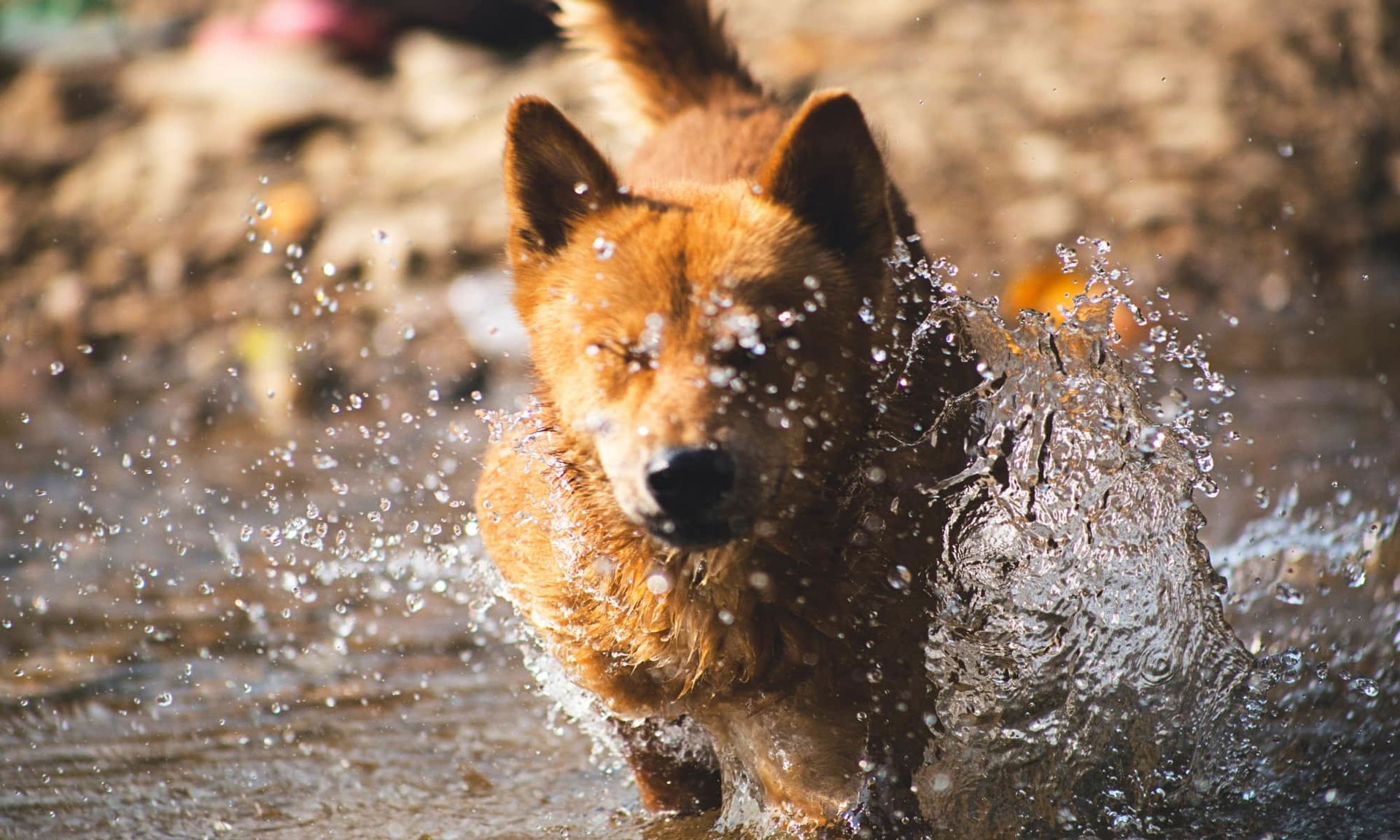 Hunde läuft durch Wasser