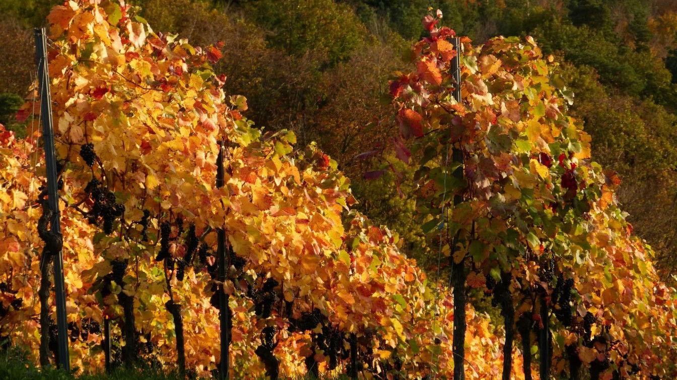 via Pixabay Sturm Österreich